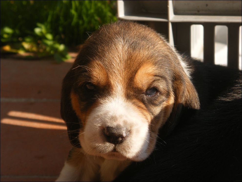 cuccioli amelie-79